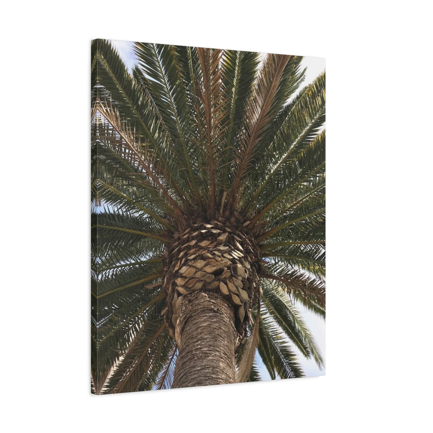 Tropical Palm Tree Canvas Art - Stretched Wall Decor for Home or Office
