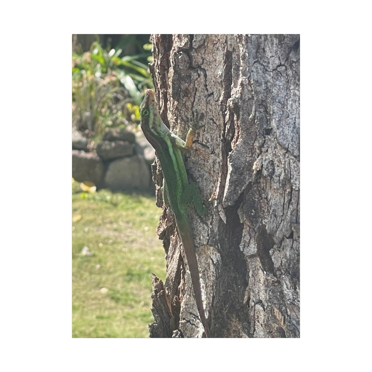 Nature-Inspired Stretched Canvas Art featuring Green Lizard on Tree