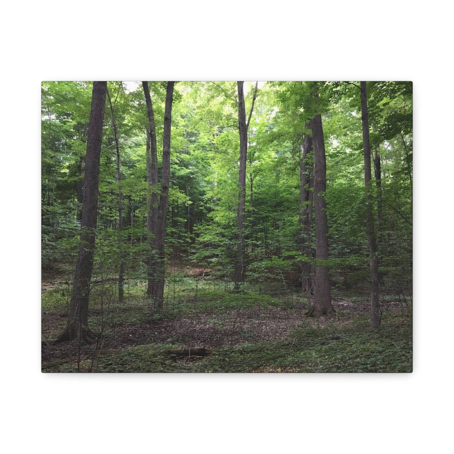 Serene Forest Canvas Art - Stretched Wall Décor for Natural Ambiance Sacred Grove