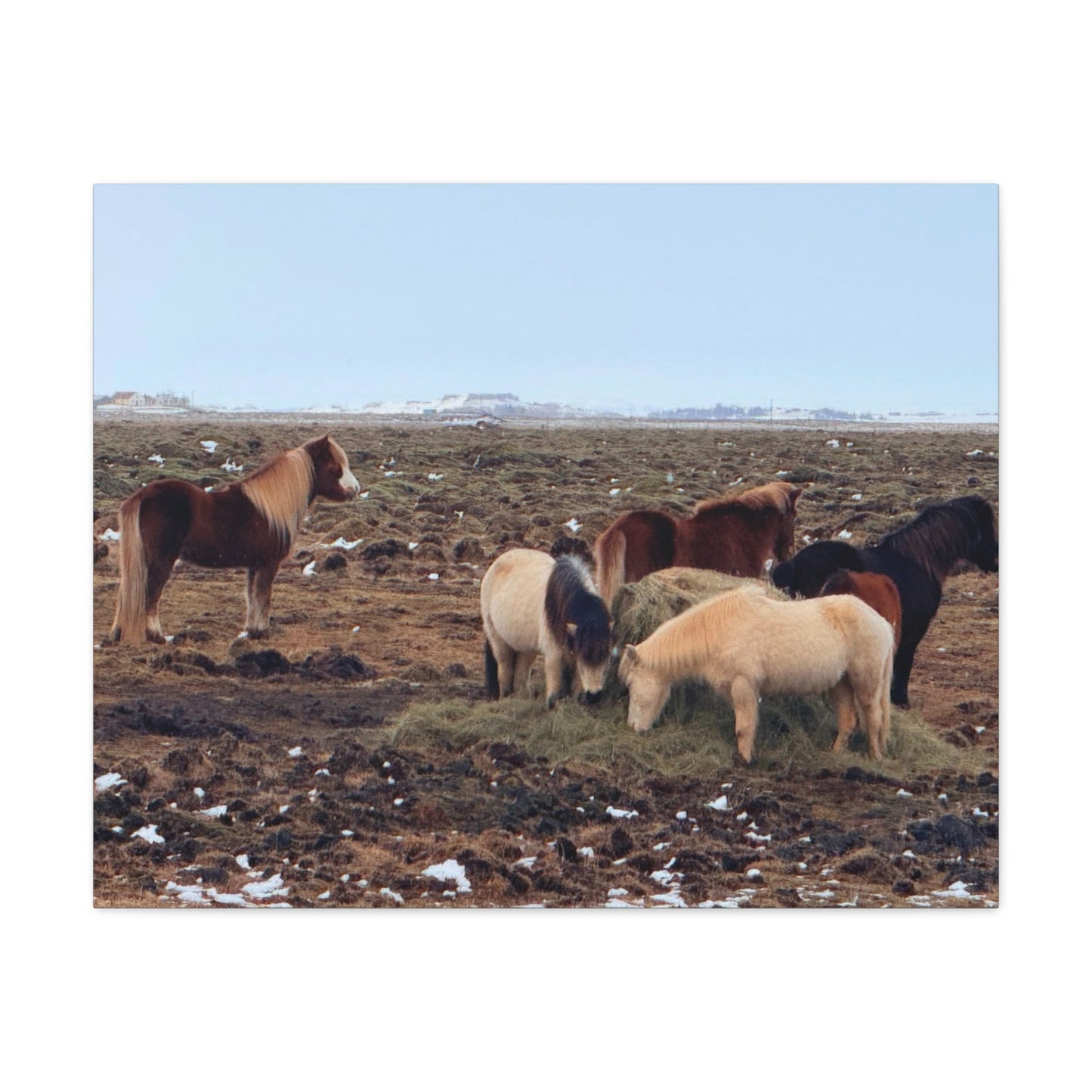 Icelandic Horse Canvas Art - Matte Stretched Print for Animal Lovers