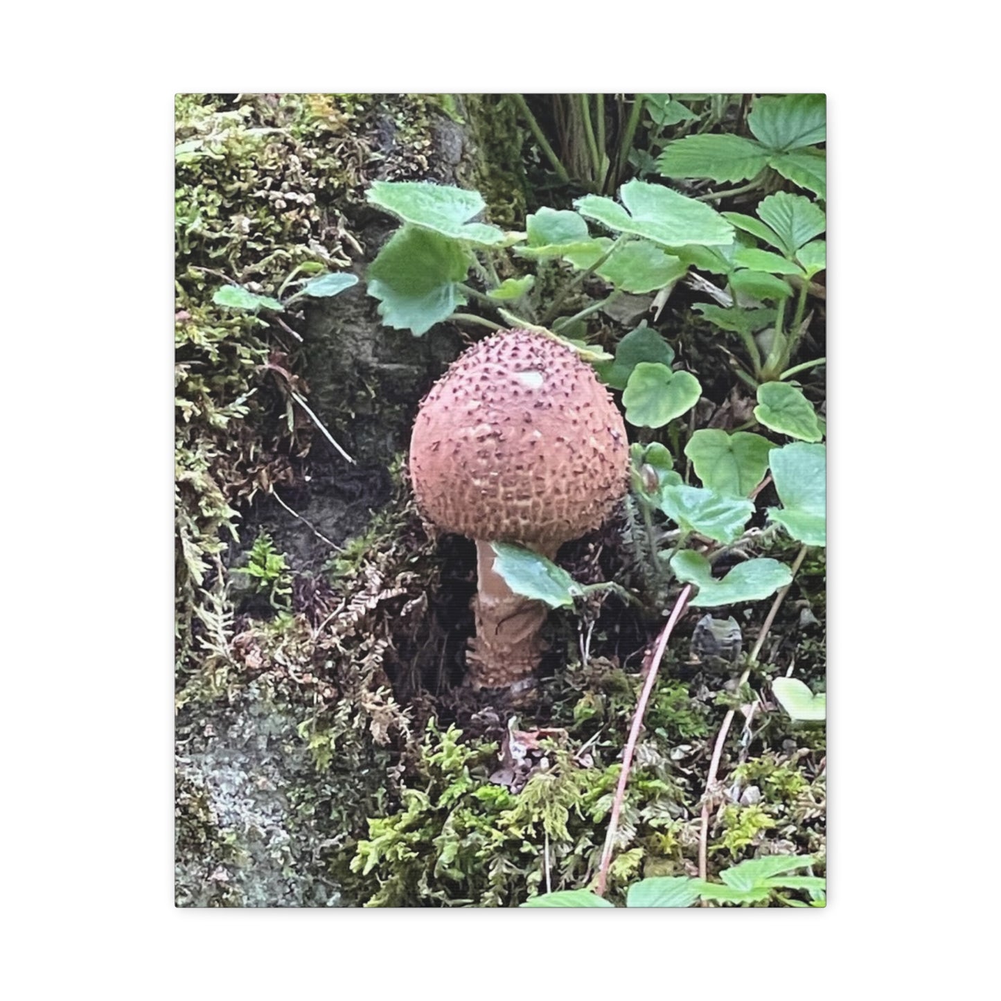 Nature-Inspired Mushroom Canvas Print - 1.25" Stretched Wall Art