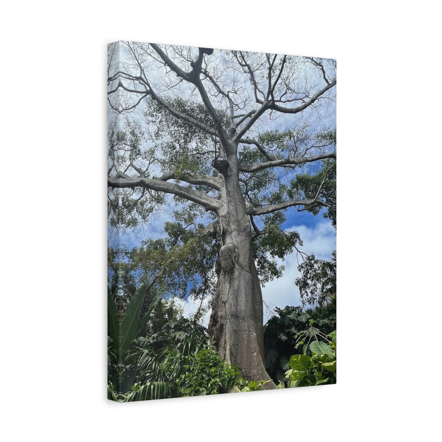 Stretched Canvas Art - Majestic Tree Wall Decor for Nature Lovers