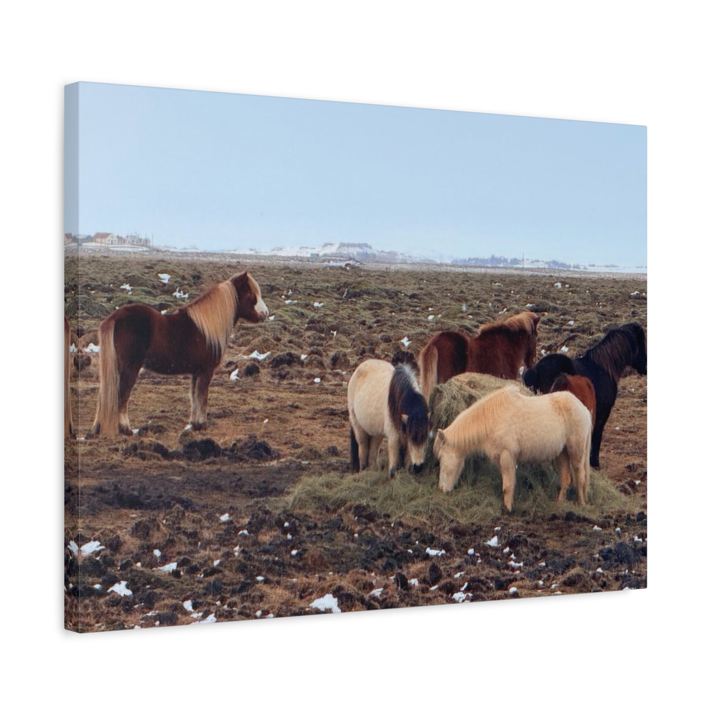 Icelandic Horse Canvas Art - Matte Stretched Print for Animal Lovers
