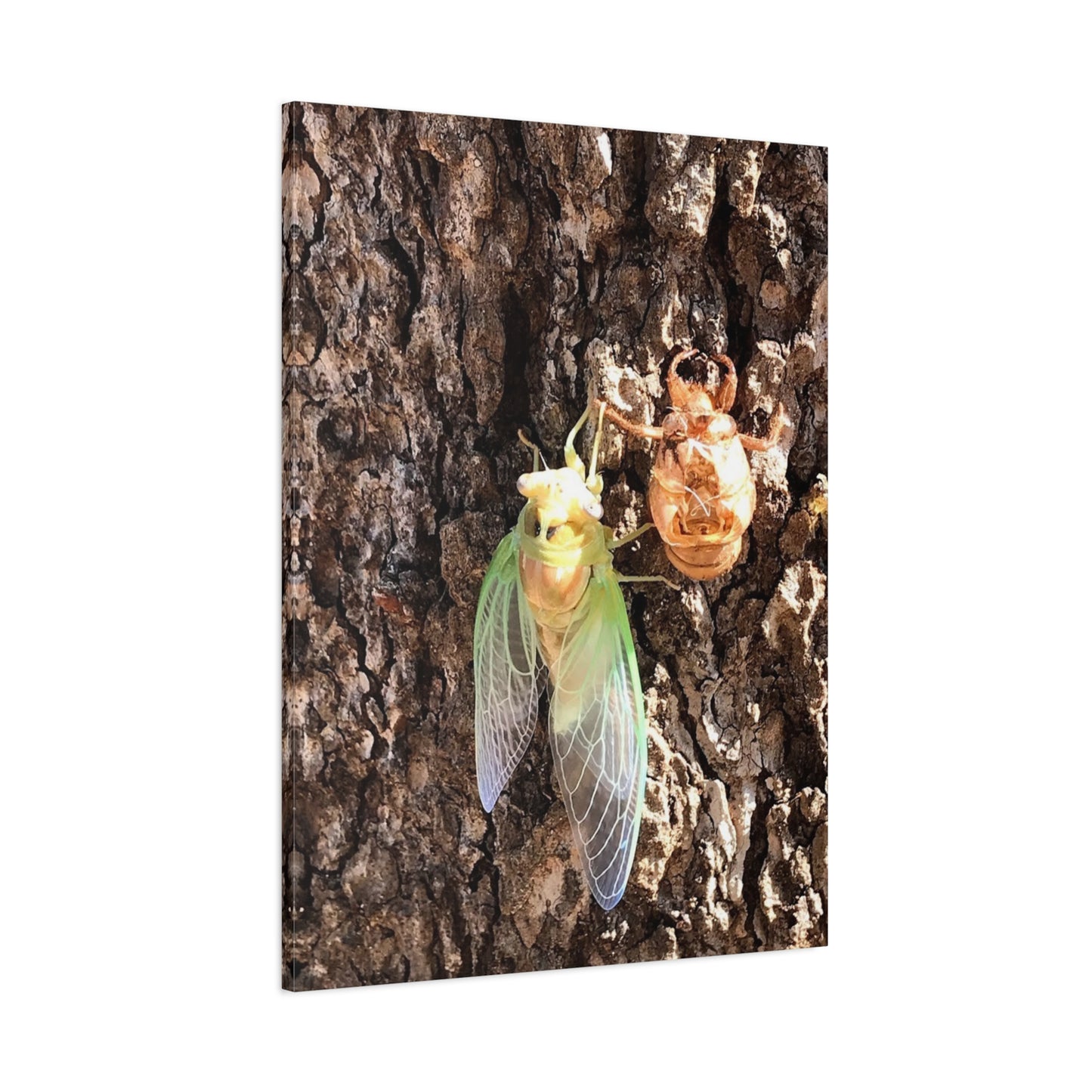 Nature-Inspired Wall Art: Cicada Lifecycle Canvas Print