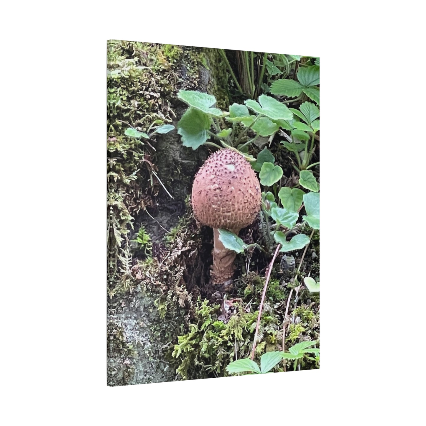Nature-Inspired Mushroom Canvas Print - 1.25" Stretched Wall Art