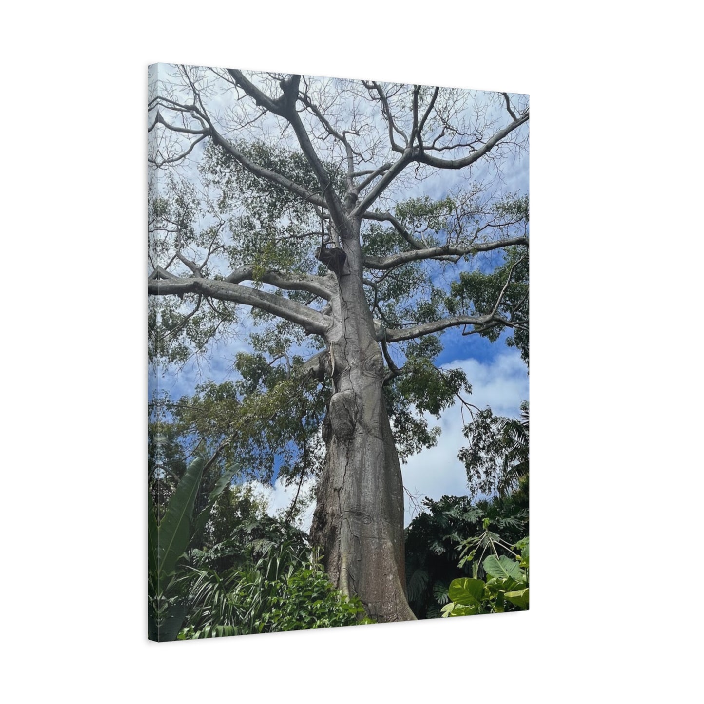 Stretched Canvas Art - Majestic Tree Wall Decor for Nature Lovers