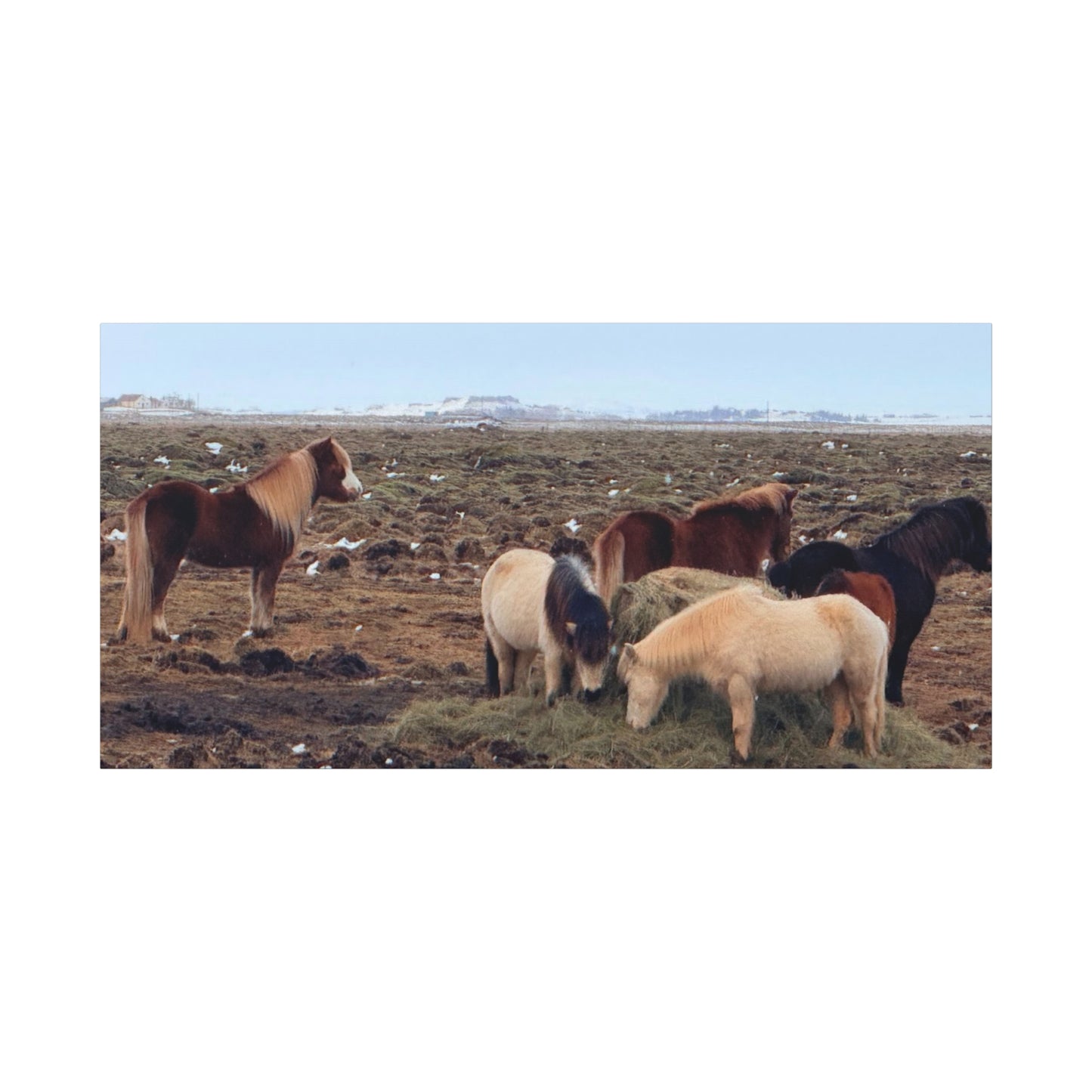 Icelandic Horse Canvas Art - Matte Stretched Print for Animal Lovers