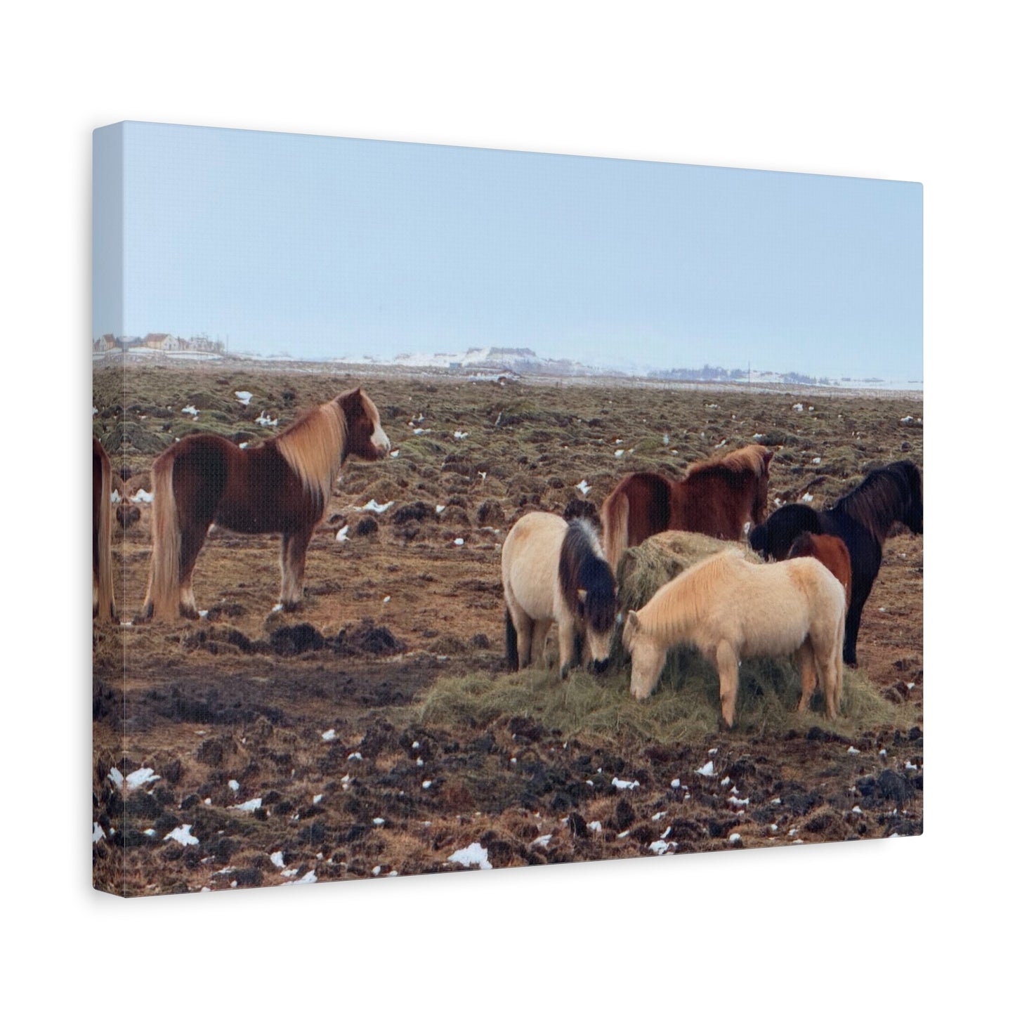 Icelandic Horse Canvas Art - Matte Stretched Print for Animal Lovers