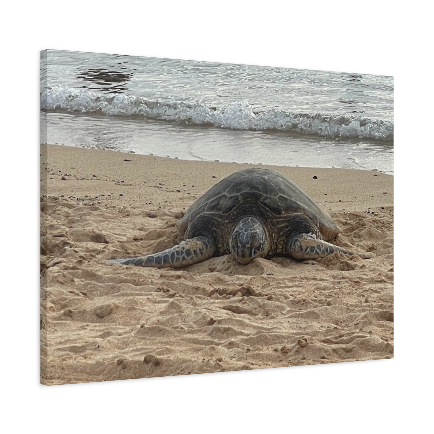 Tranquil Turtle Beach Canvas Art - Stretched Matte Print for Coastal Home Decor