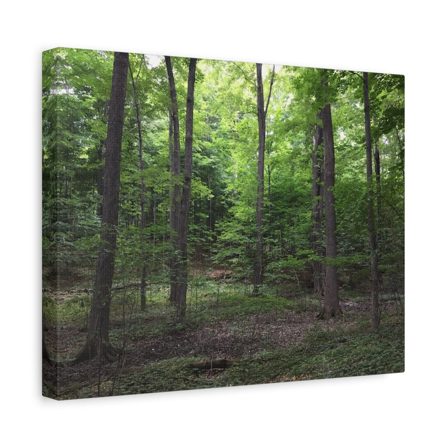Serene Forest Canvas Art - Stretched Wall Décor for Natural Ambiance Sacred Grove