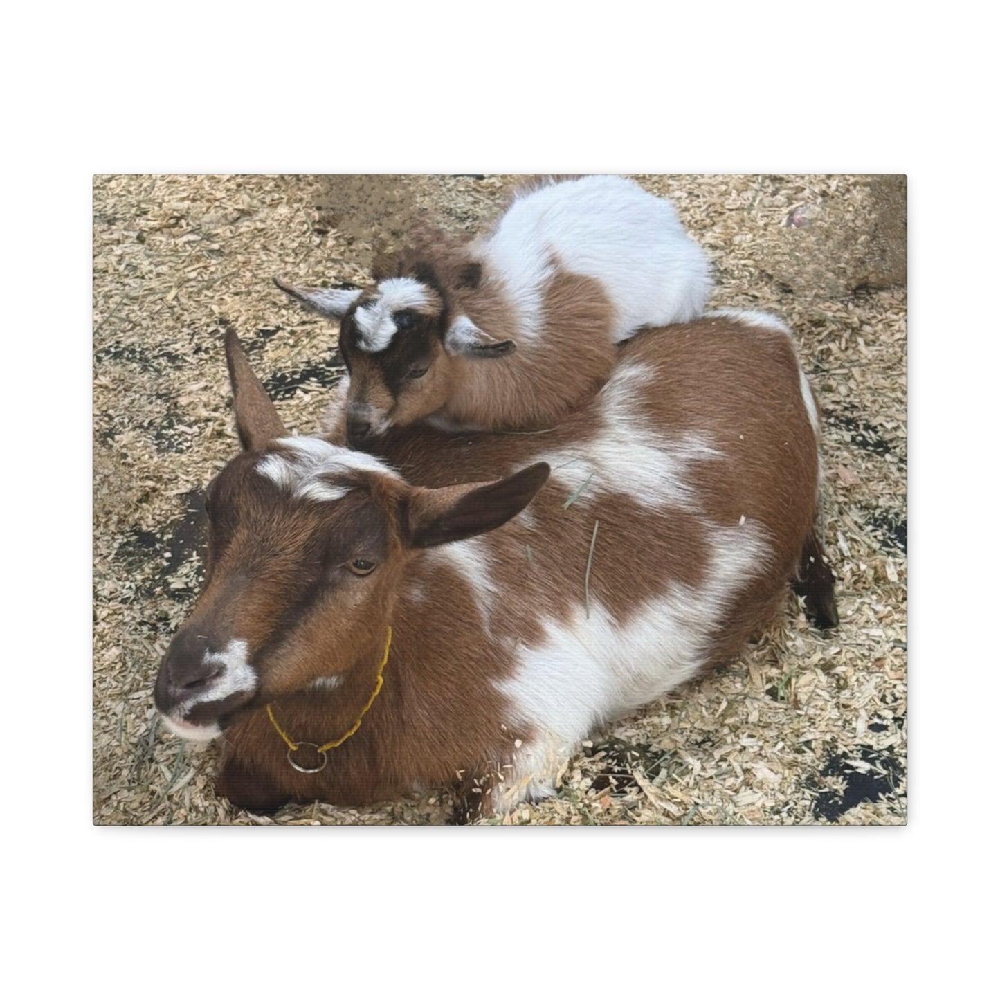 Goat Family Matte Canvas Print - Heartwarming Animal Wall Art