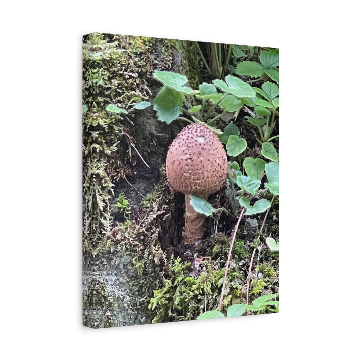 Nature-Inspired Mushroom Canvas Print - 1.25" Stretched Wall Art