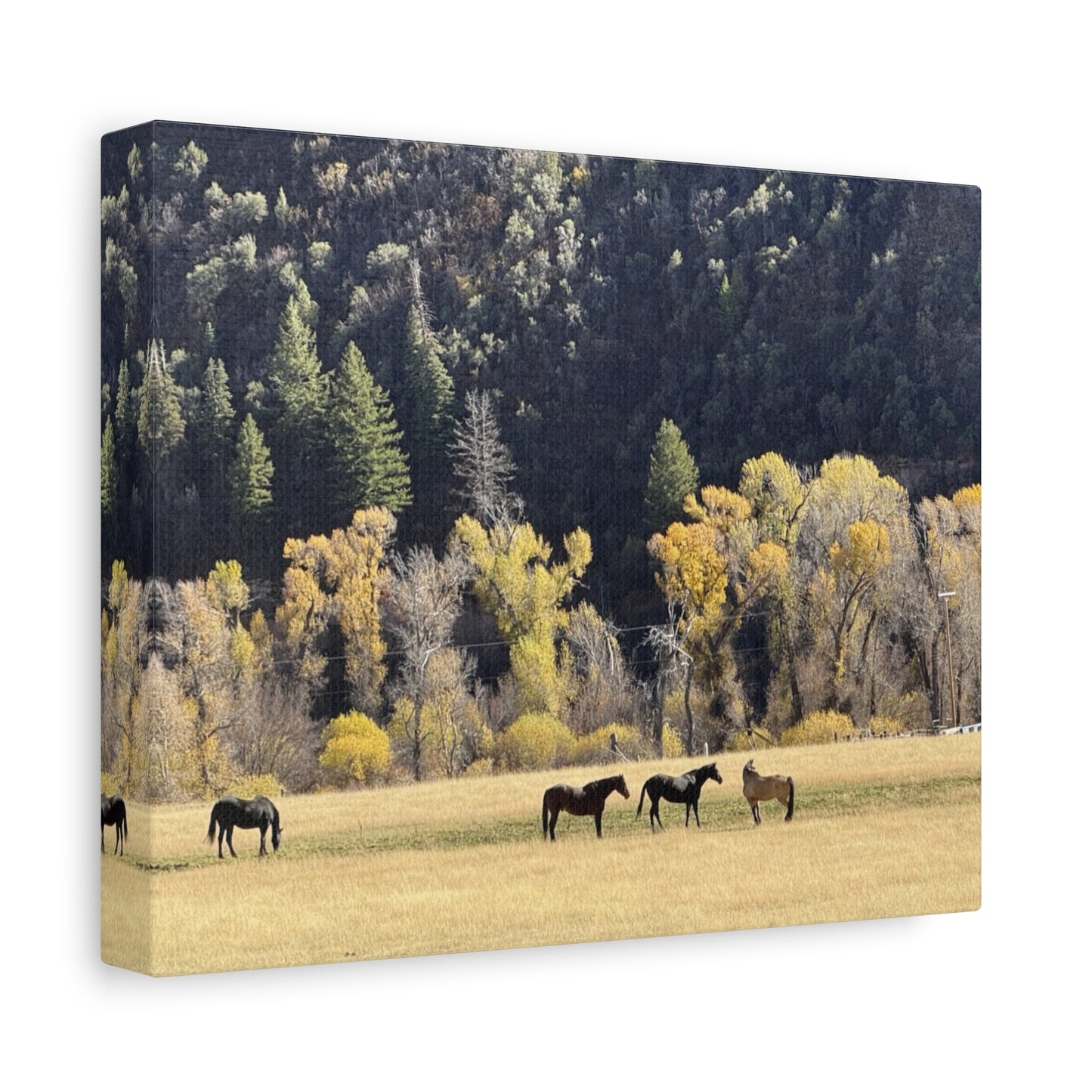 Scenic Horse Canvas Print - Rustic Wall Art for Nature Lovers