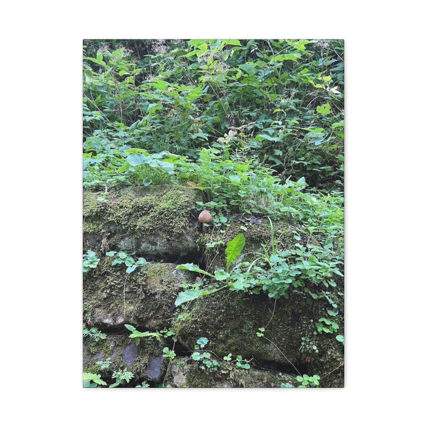 Nature-Inspired Stretched Canvas Print - Rustic Greenery Art for Home Décor