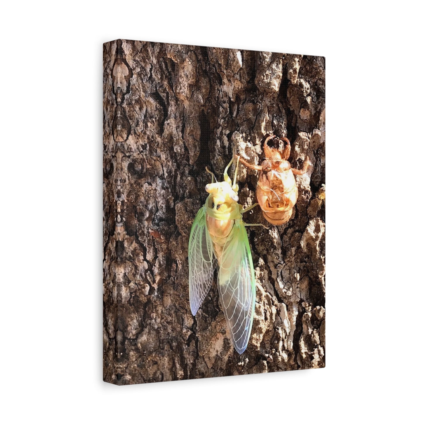 Nature-Inspired Wall Art: Cicada Lifecycle Canvas Print
