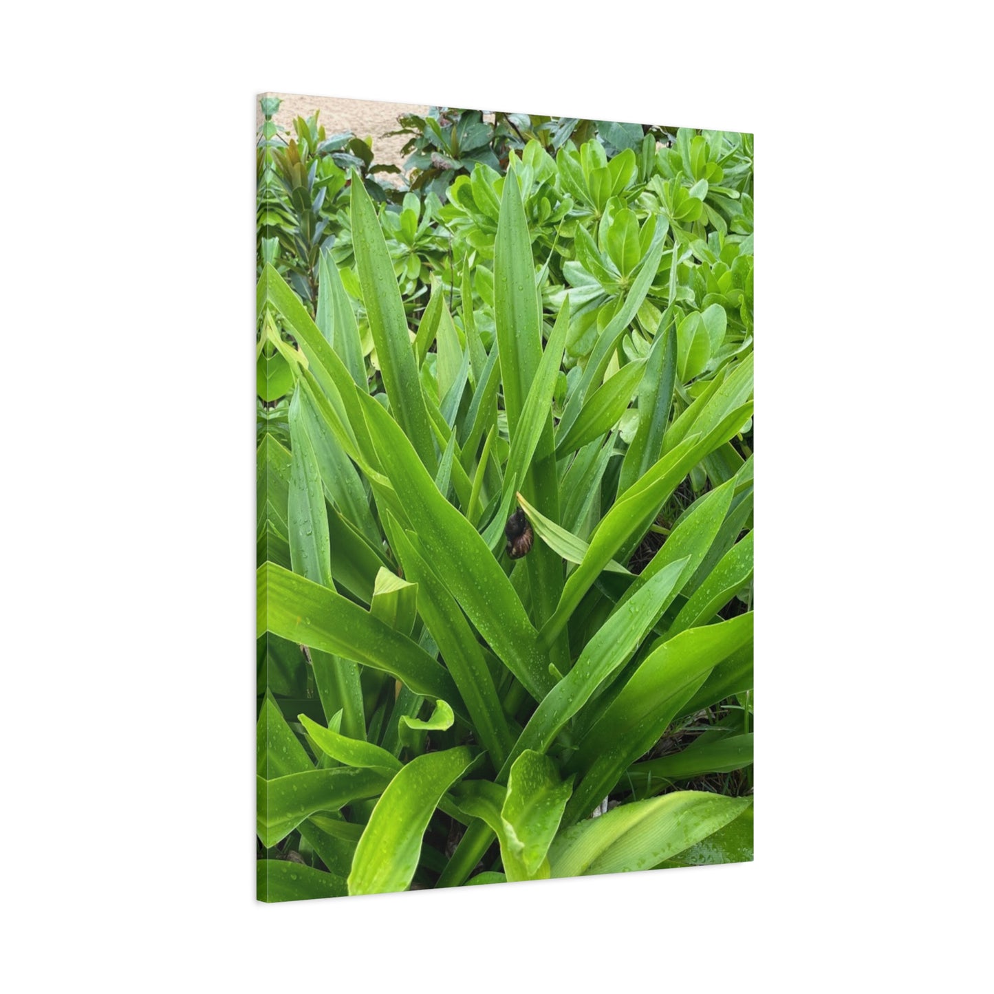 Nature-Inspired Matte Canvas Wall Art - Lush Greenery with snail