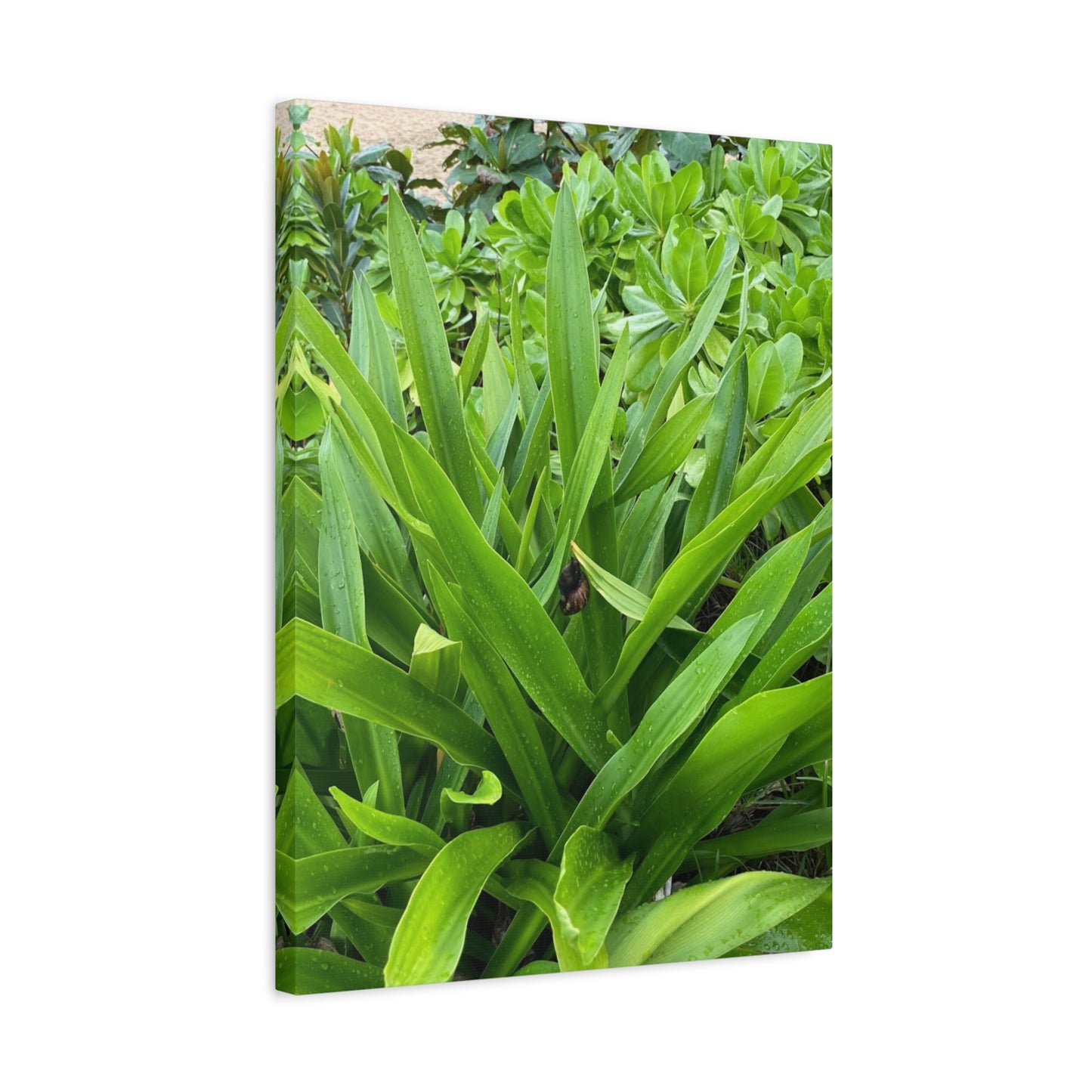 Nature-Inspired Matte Canvas Wall Art - Lush Greenery with snail