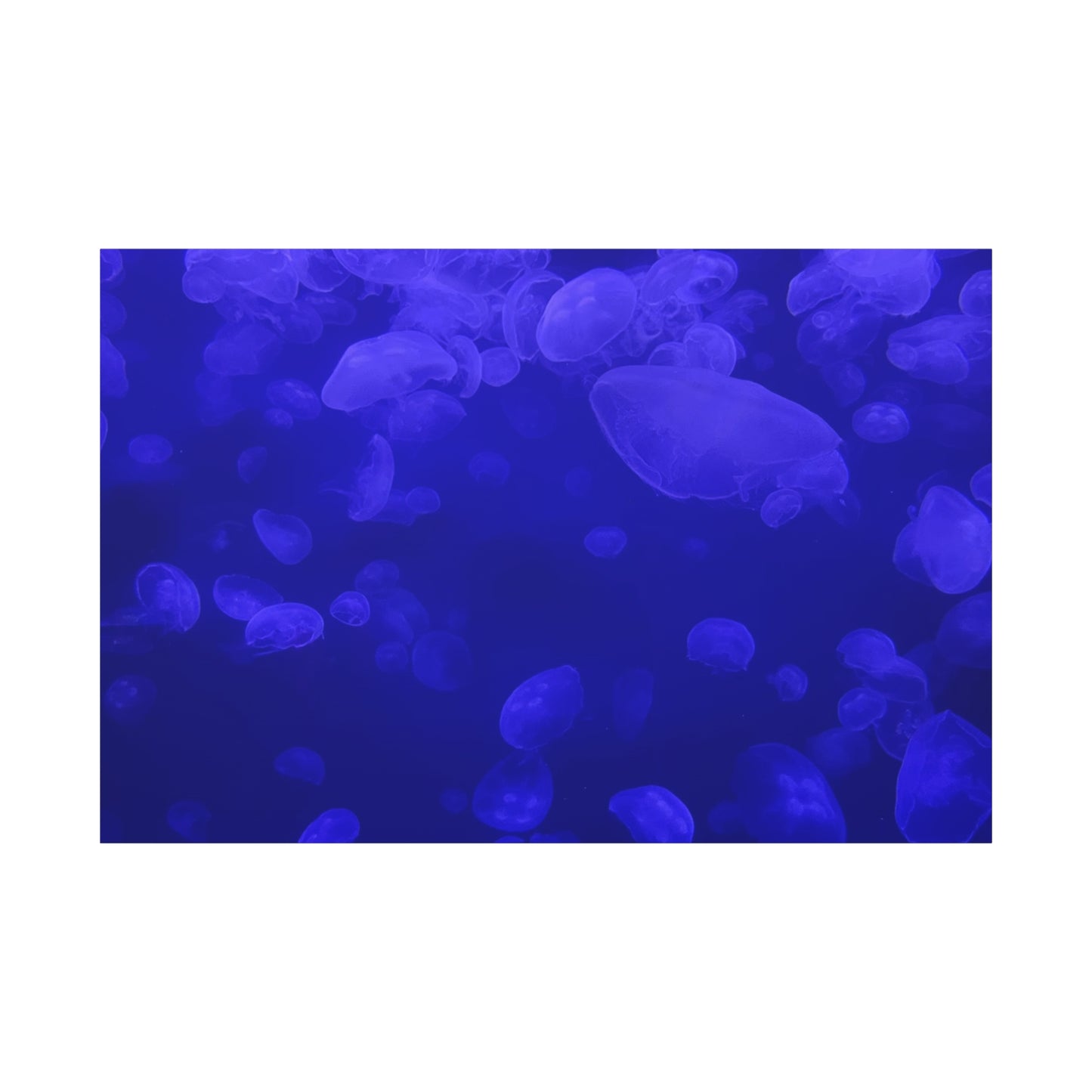 Jellyfish Watercolor Canvas Art - Ocean Theme Wall Decor