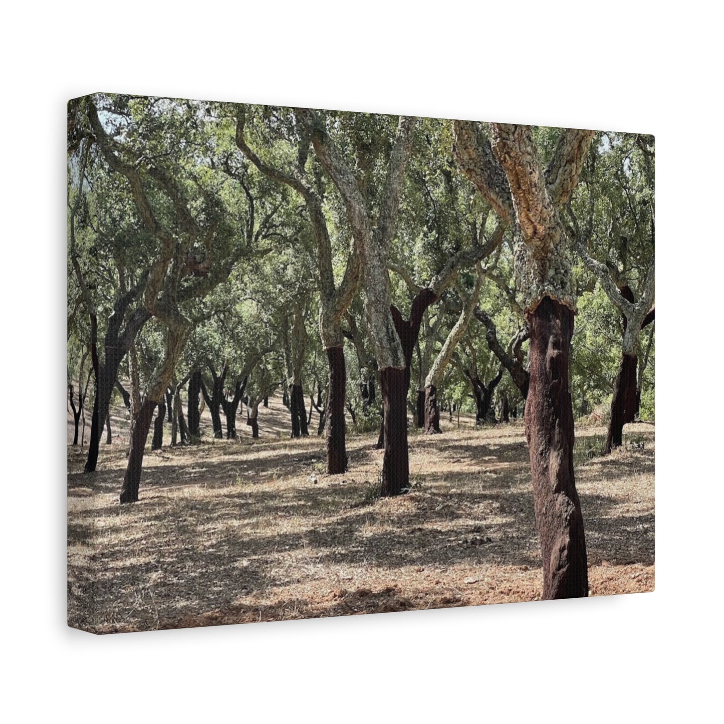 Nature-Inspired Matte Canvas Art | Forest Wall Decor Cork Trees