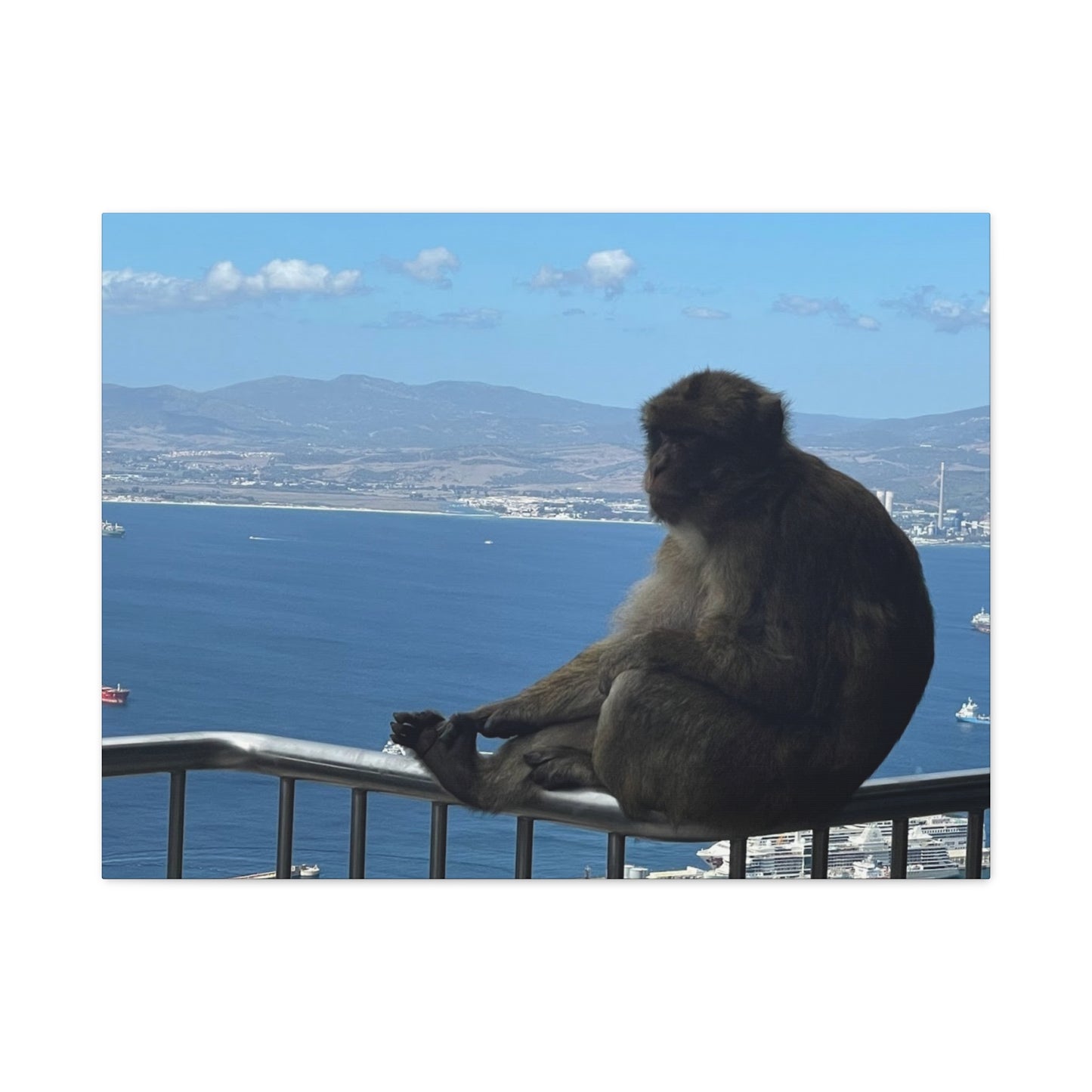 Monkey by the Sea Canvas Art - Relaxing Coastal Wall Decor Gibraltar