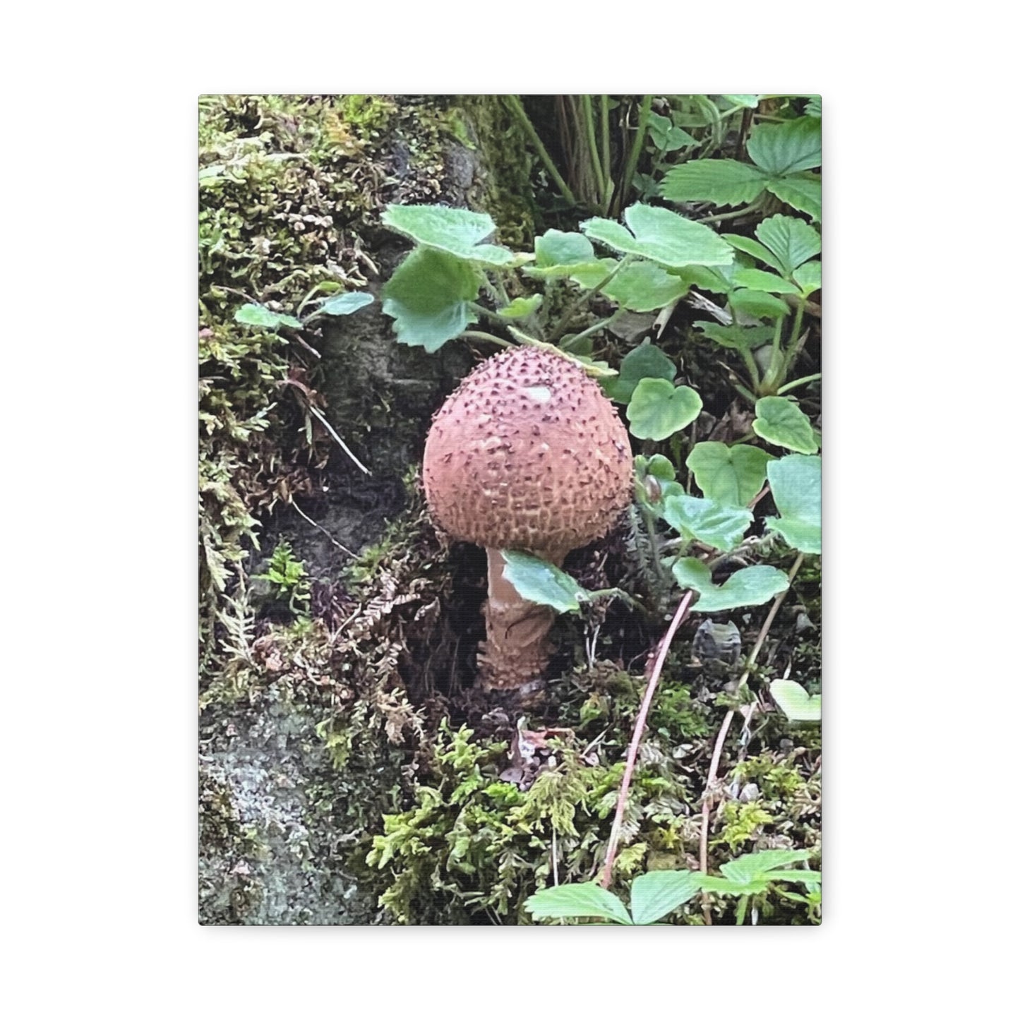Nature-Inspired Mushroom Canvas Print - 1.25" Stretched Wall Art