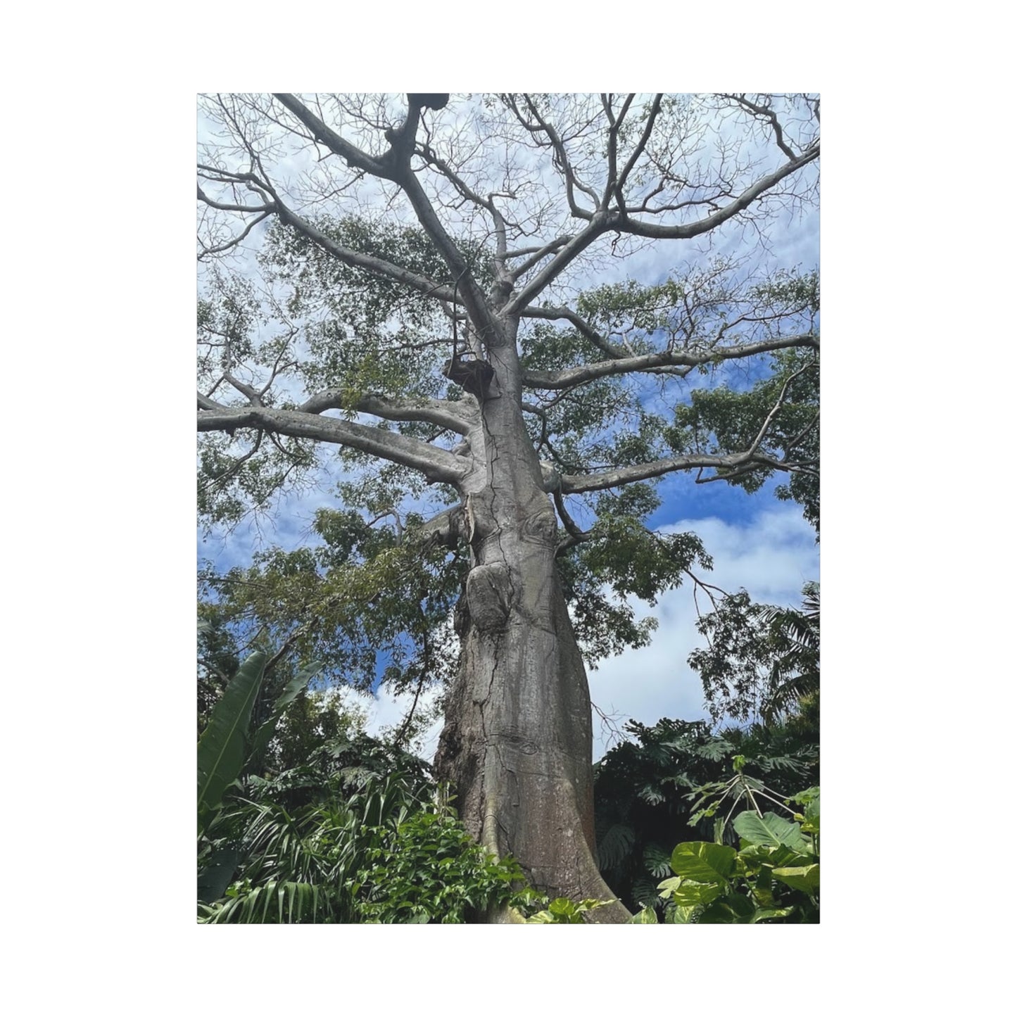 Stretched Canvas Art - Majestic Tree Wall Decor for Nature Lovers
