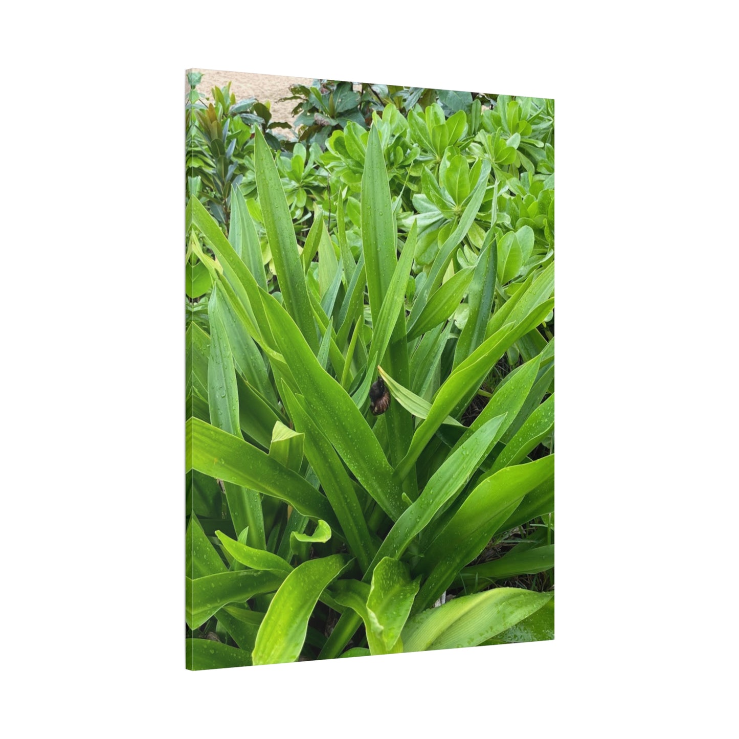 Nature-Inspired Matte Canvas Wall Art - Lush Greenery with snail