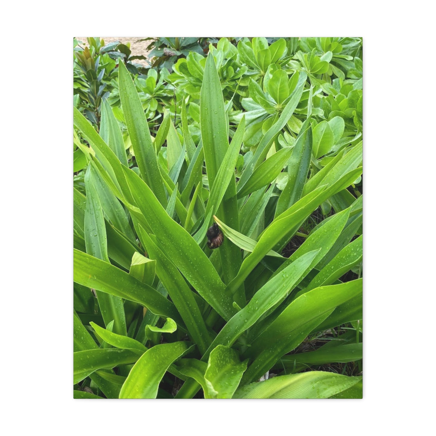 Nature-Inspired Matte Canvas Wall Art - Lush Greenery with snail