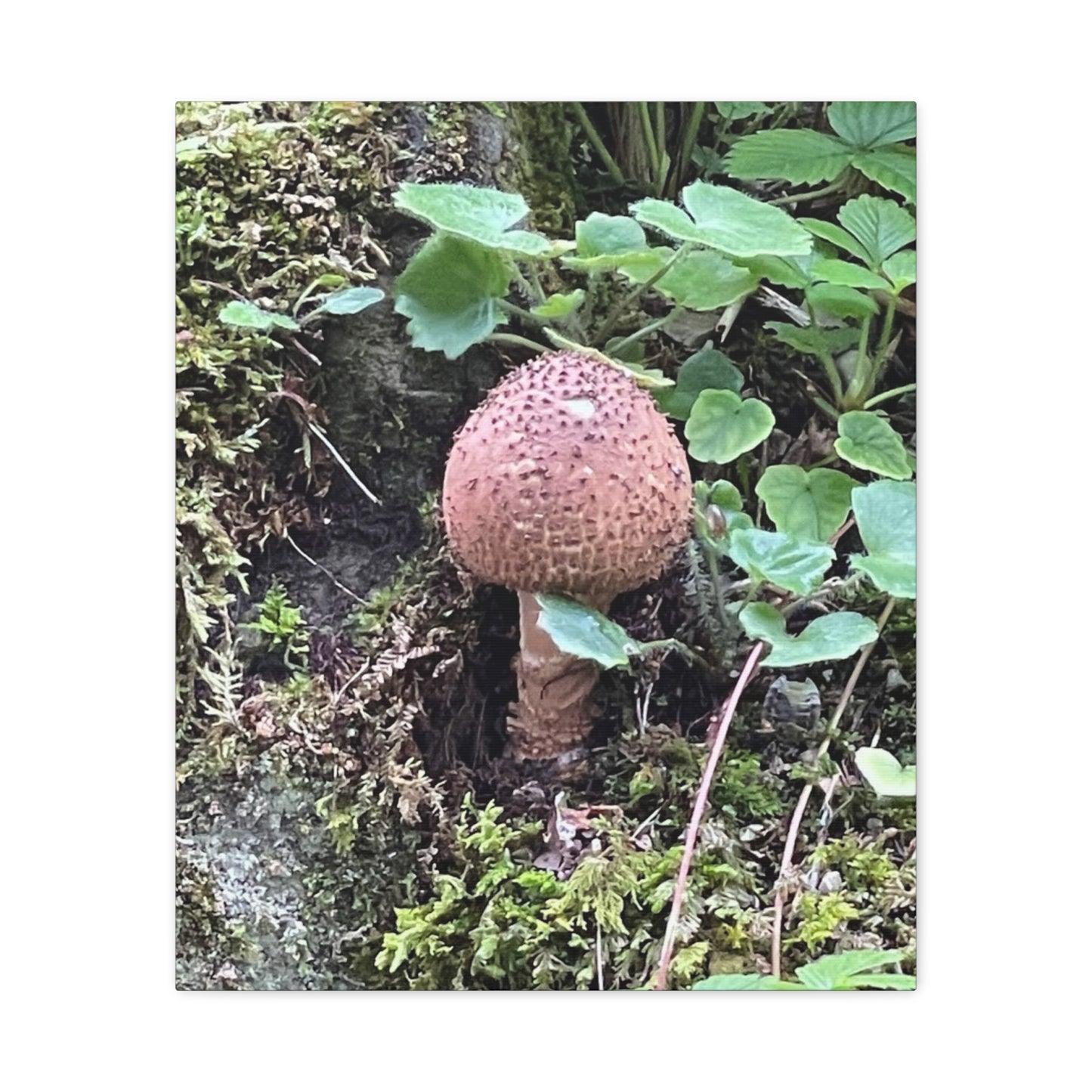 Nature-Inspired Mushroom Canvas Print - 1.25" Stretched Wall Art