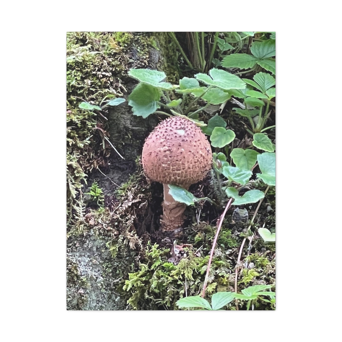 Nature-Inspired Mushroom Canvas Print - 1.25" Stretched Wall Art