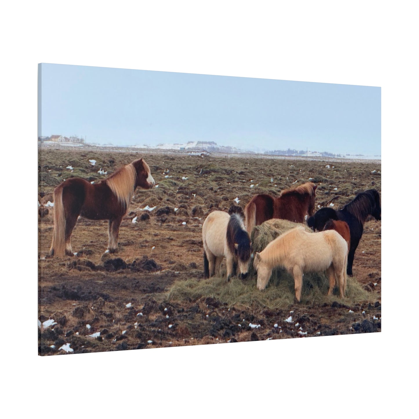 Icelandic Horse Canvas Art - Matte Stretched Print for Animal Lovers