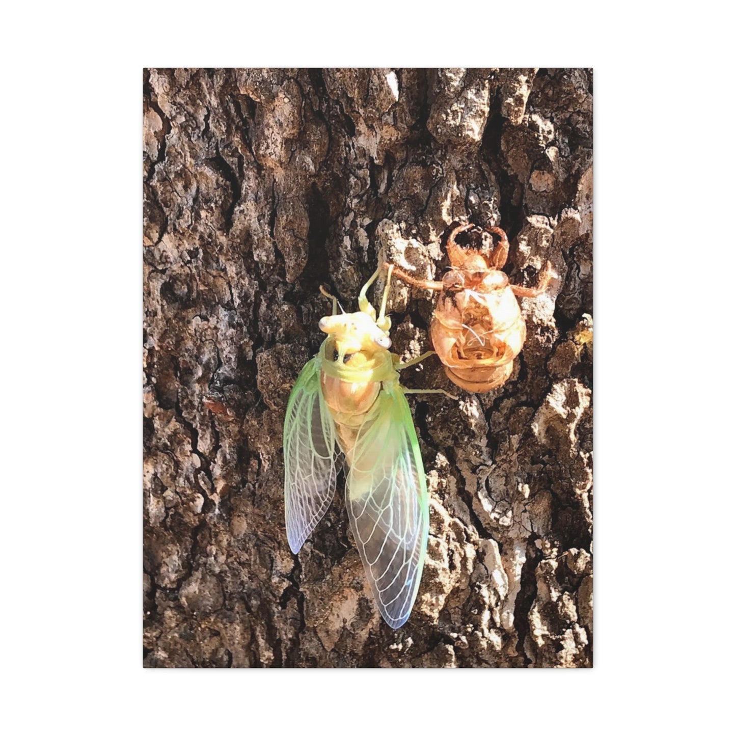 Nature-Inspired Wall Art: Cicada Lifecycle Canvas Print