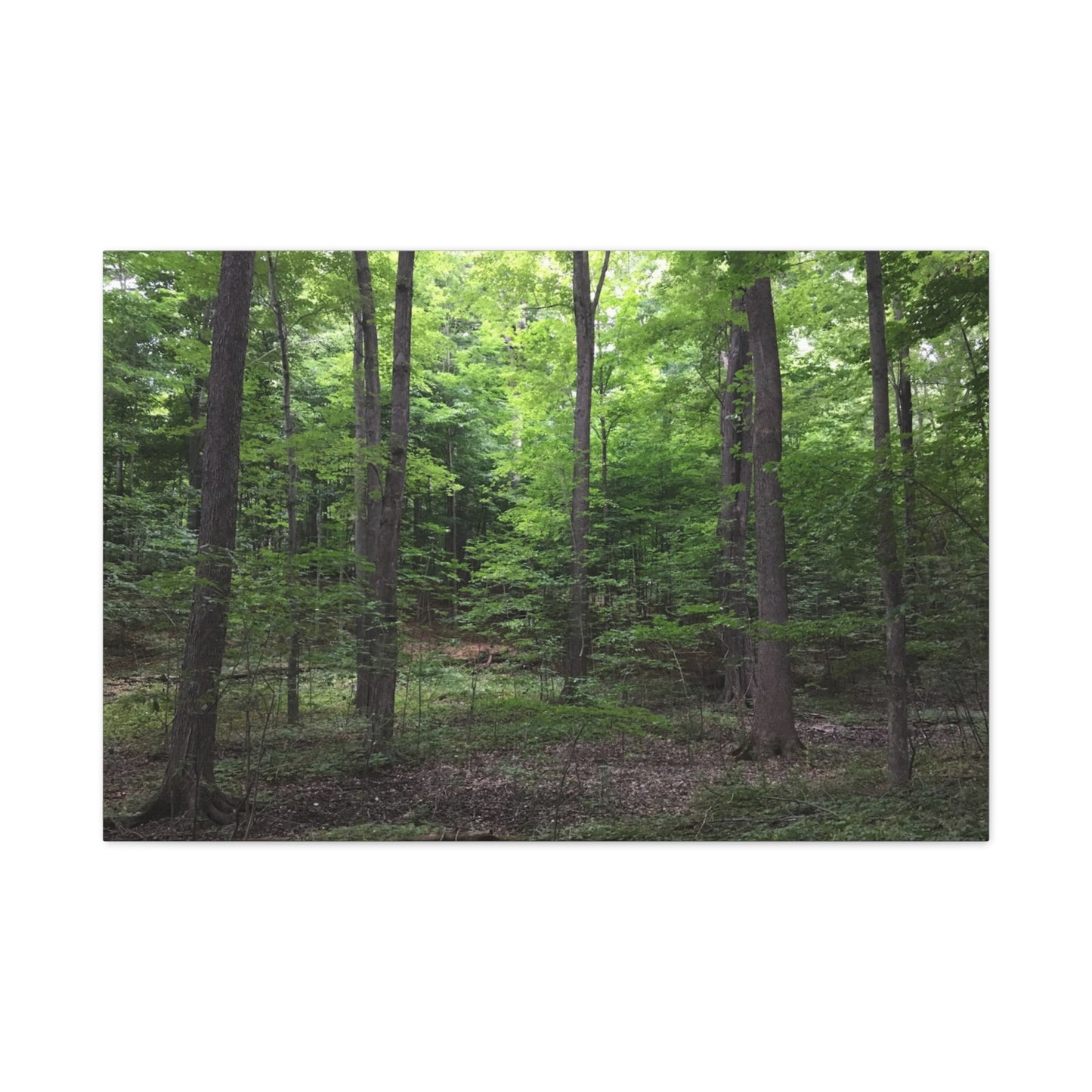 Serene Forest Canvas Art - Stretched Wall Décor for Natural Ambiance Sacred Grove