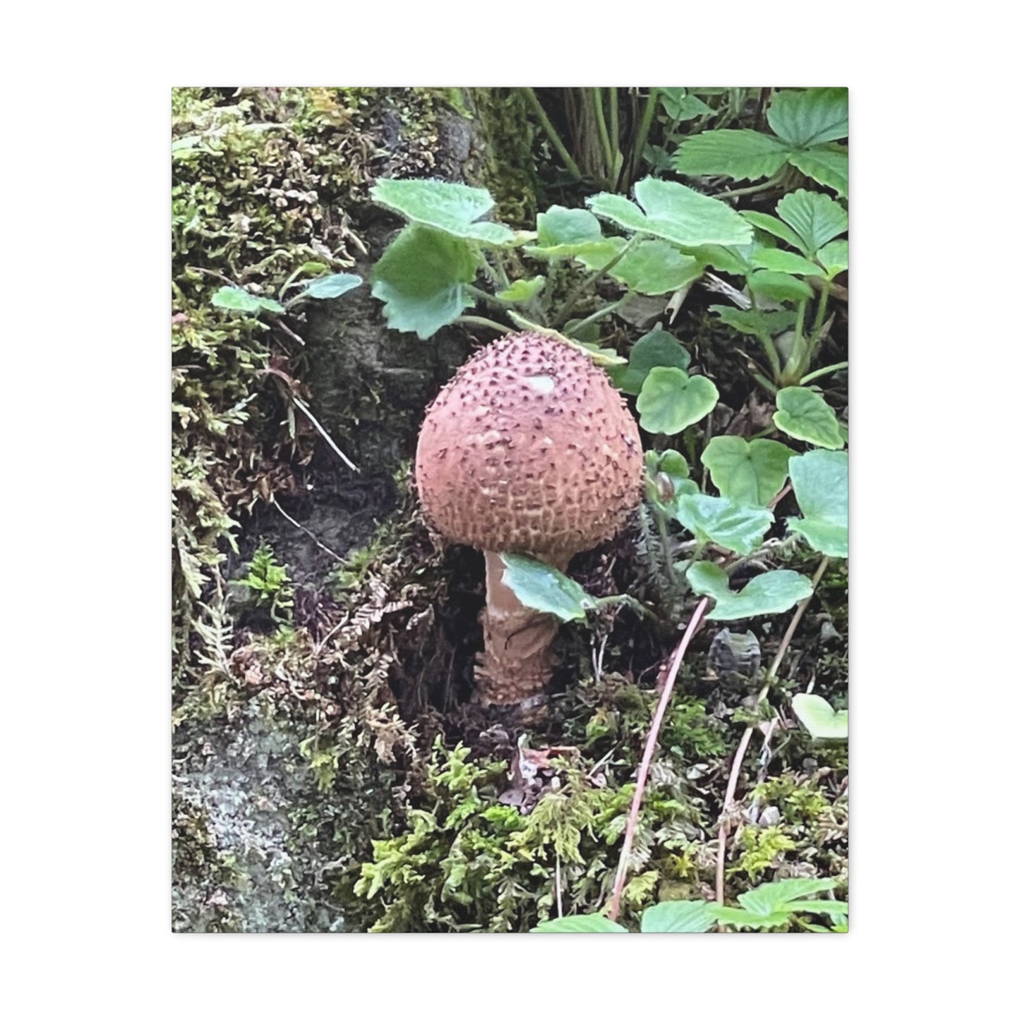 Nature-Inspired Mushroom Canvas Print - 1.25" Stretched Wall Art