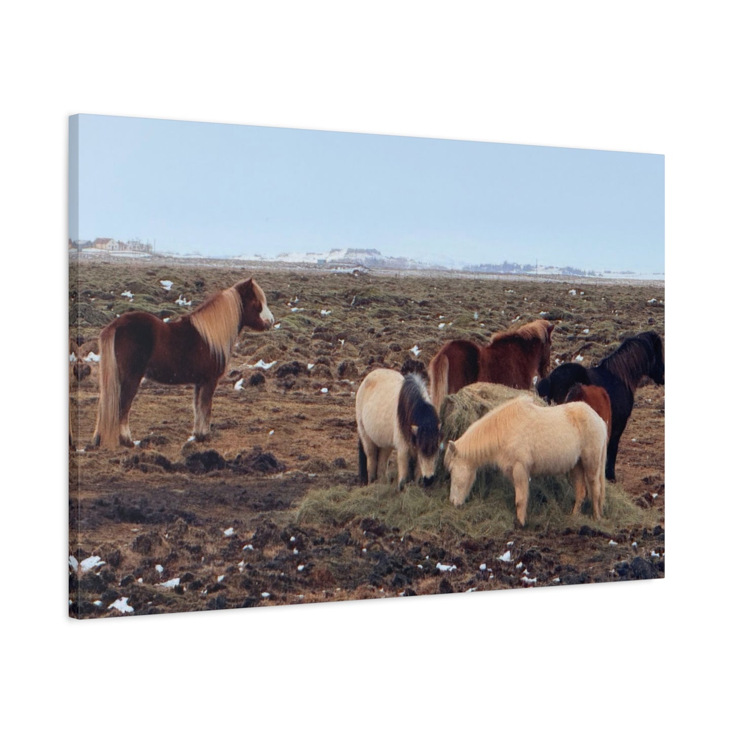 Icelandic Horse Canvas Art - Matte Stretched Print for Animal Lovers