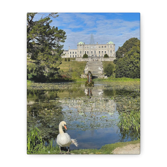Stretched Matte Canvas Print - Serene Swan Reflection in Nature Powerscourt Estate, Wicklow Ireland