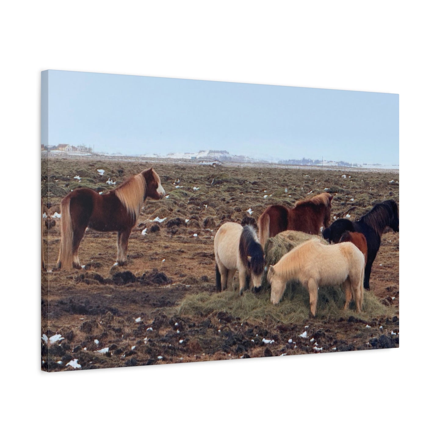 Icelandic Horse Canvas Art - Matte Stretched Print for Animal Lovers