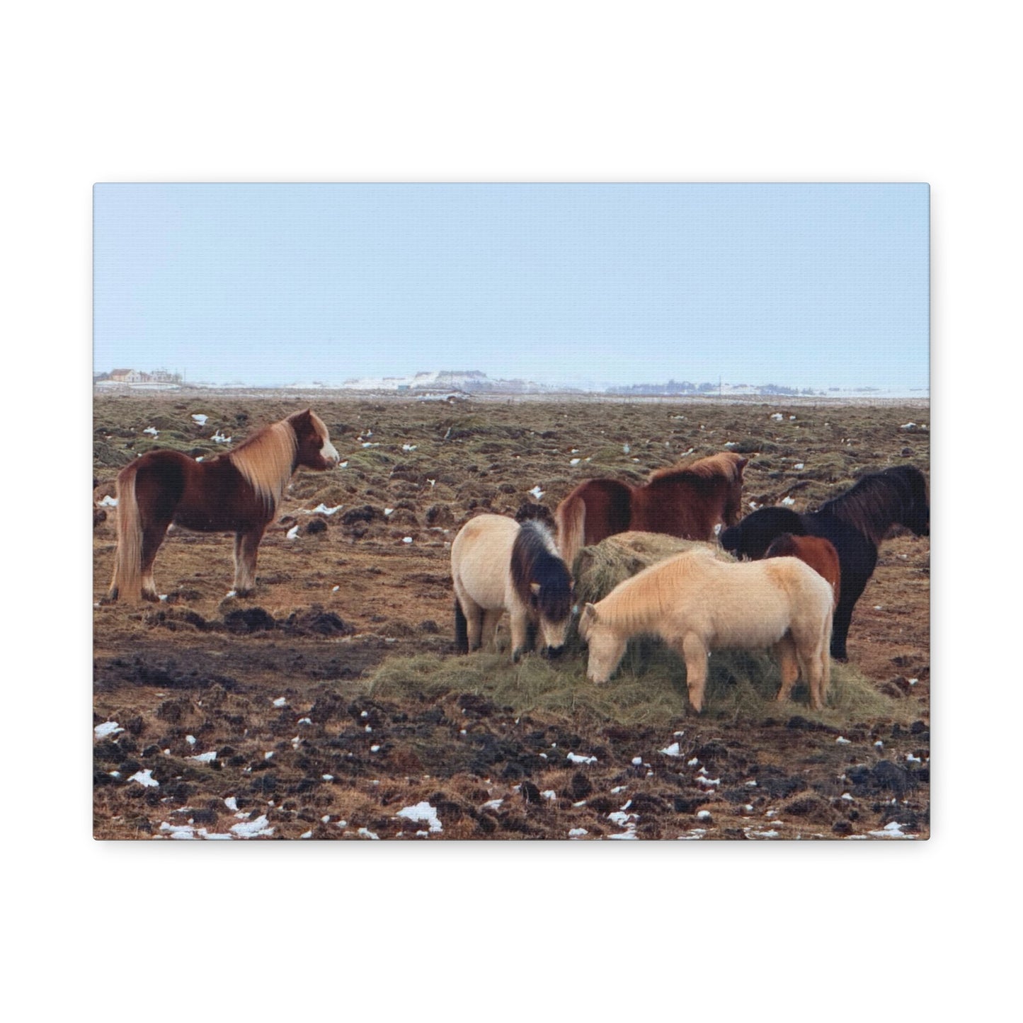 Icelandic Horse Canvas Art - Matte Stretched Print for Animal Lovers