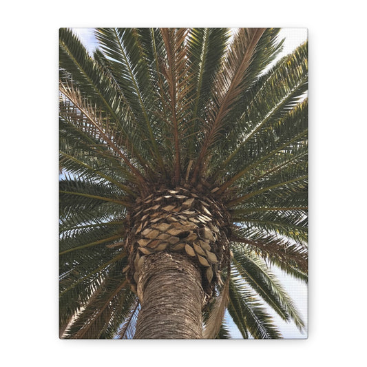 Tropical Palm Tree Canvas Art - Stretched Wall Decor for Home or Office