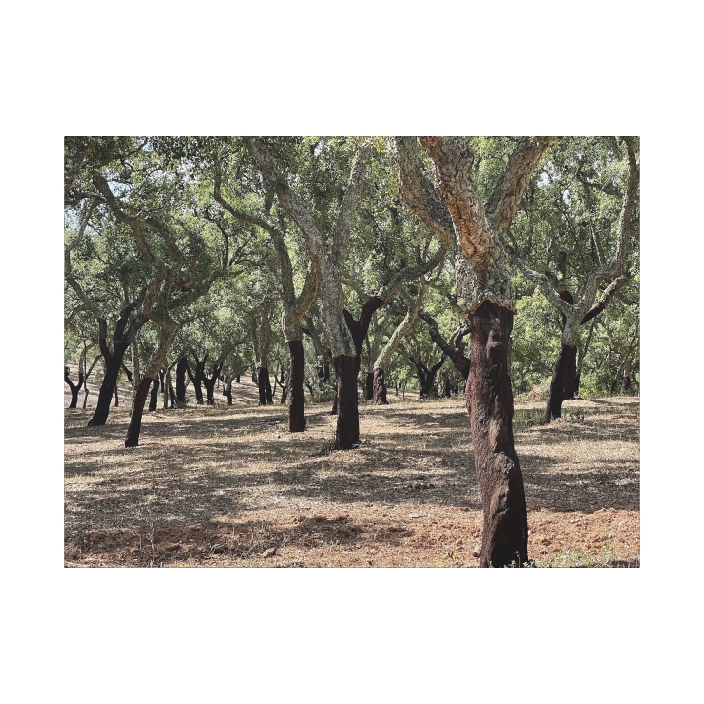 Nature-Inspired Matte Canvas Art | Forest Wall Decor Cork Trees