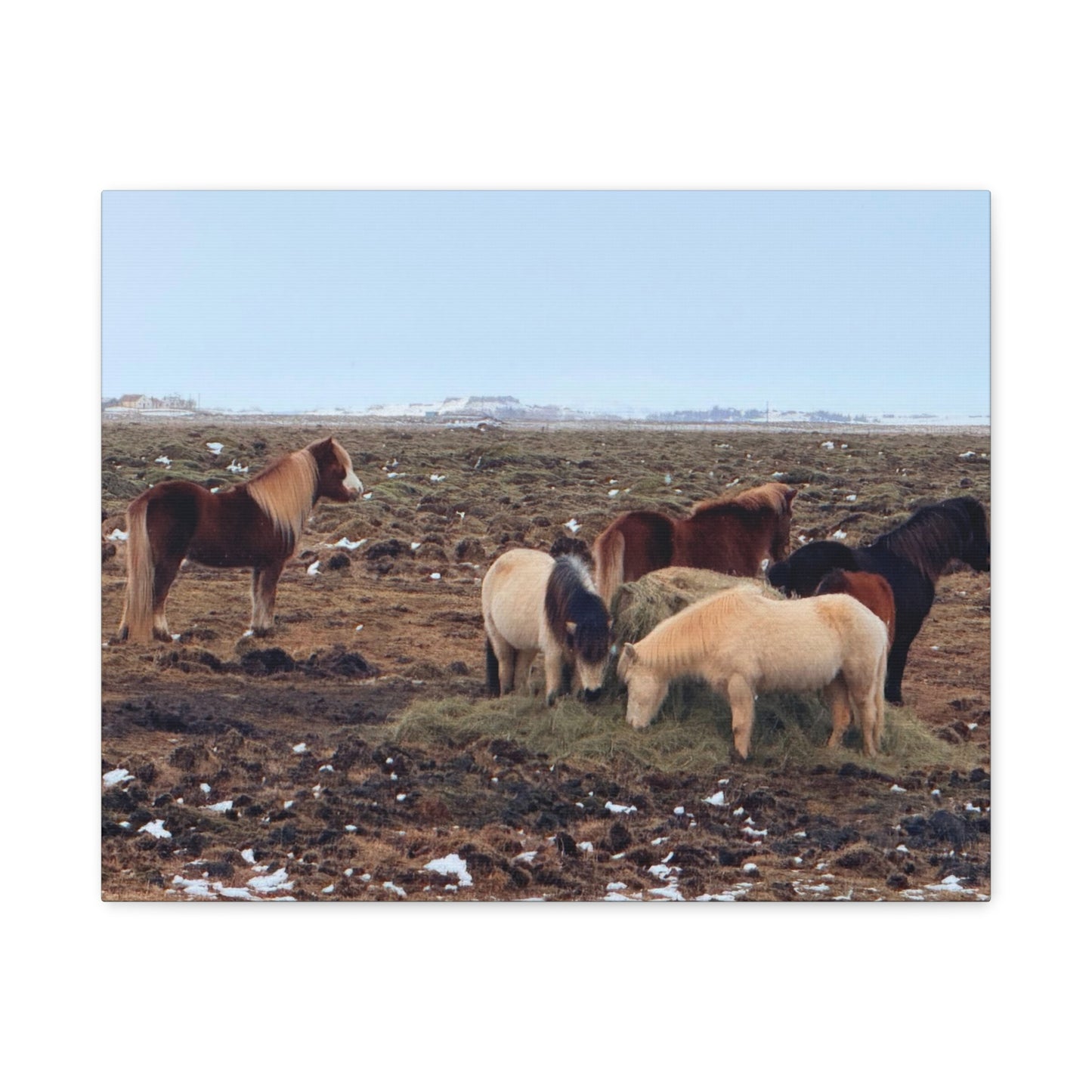 Icelandic Horse Canvas Art - Matte Stretched Print for Animal Lovers