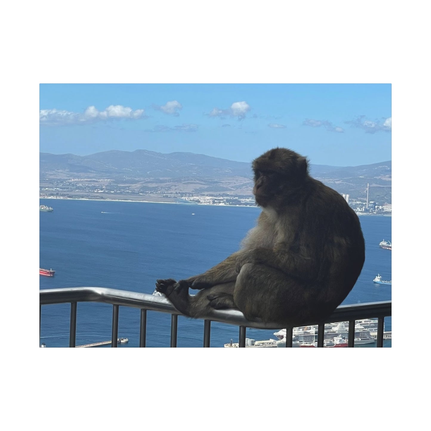 Monkey by the Sea Canvas Art - Relaxing Coastal Wall Decor Gibraltar
