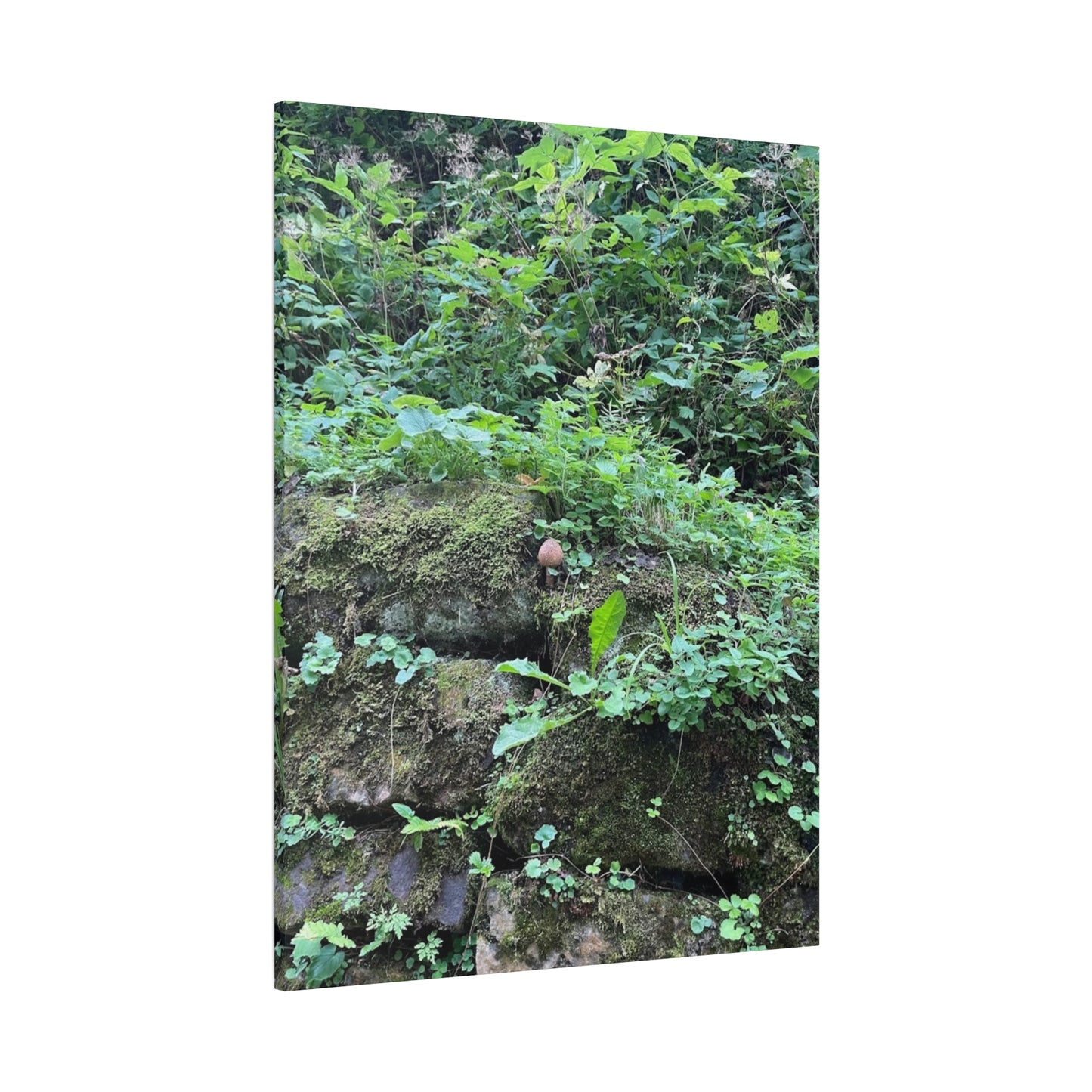 Nature-Inspired Stretched Canvas Print - Rustic Greenery Art for Home Décor