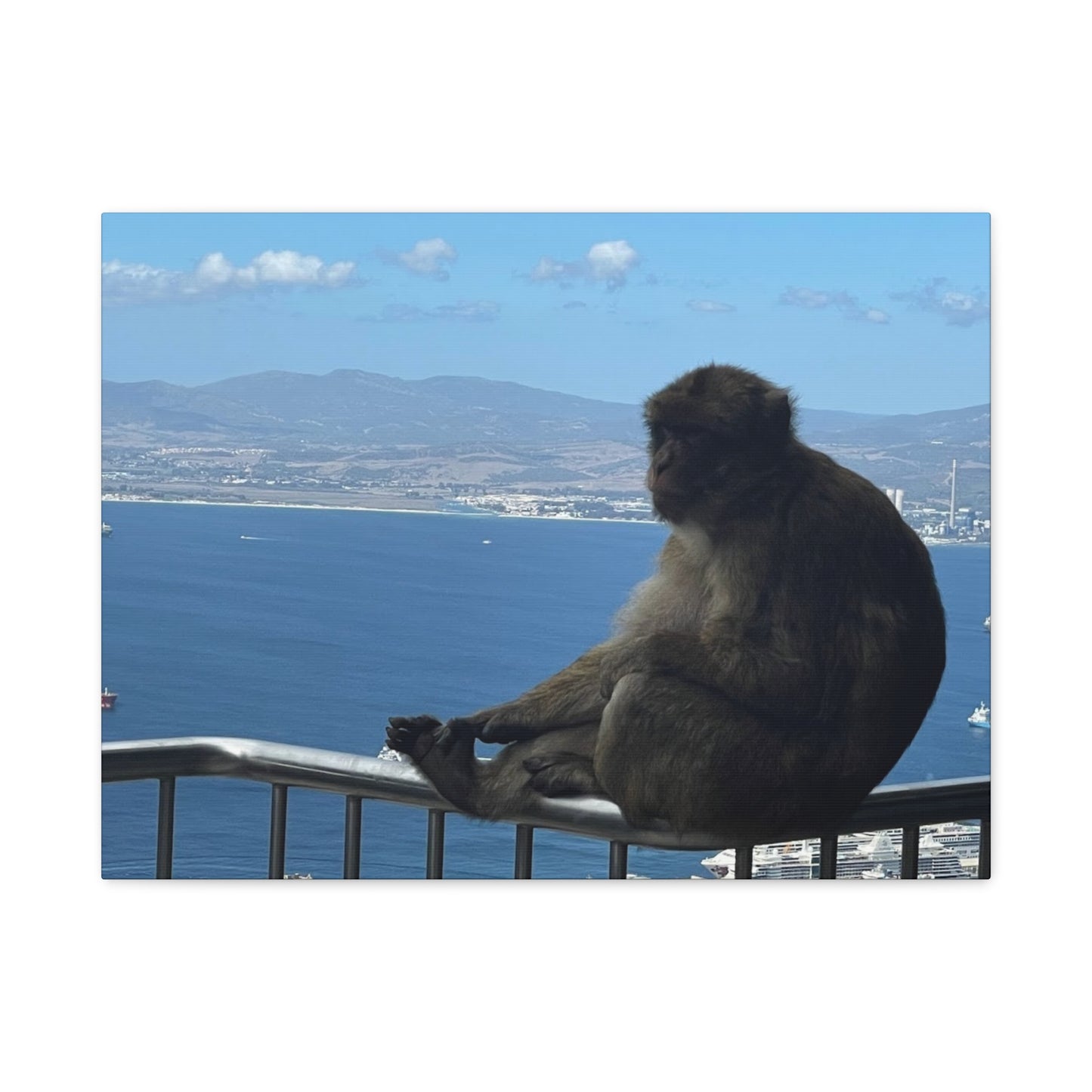 Monkey by the Sea Canvas Art - Relaxing Coastal Wall Decor Gibraltar