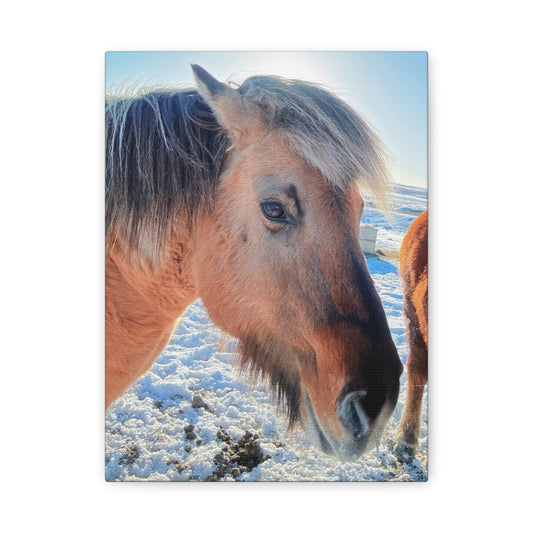 Beautiful Horse Canvas Wall Art - Stretched Matte Print for Animal Lovers