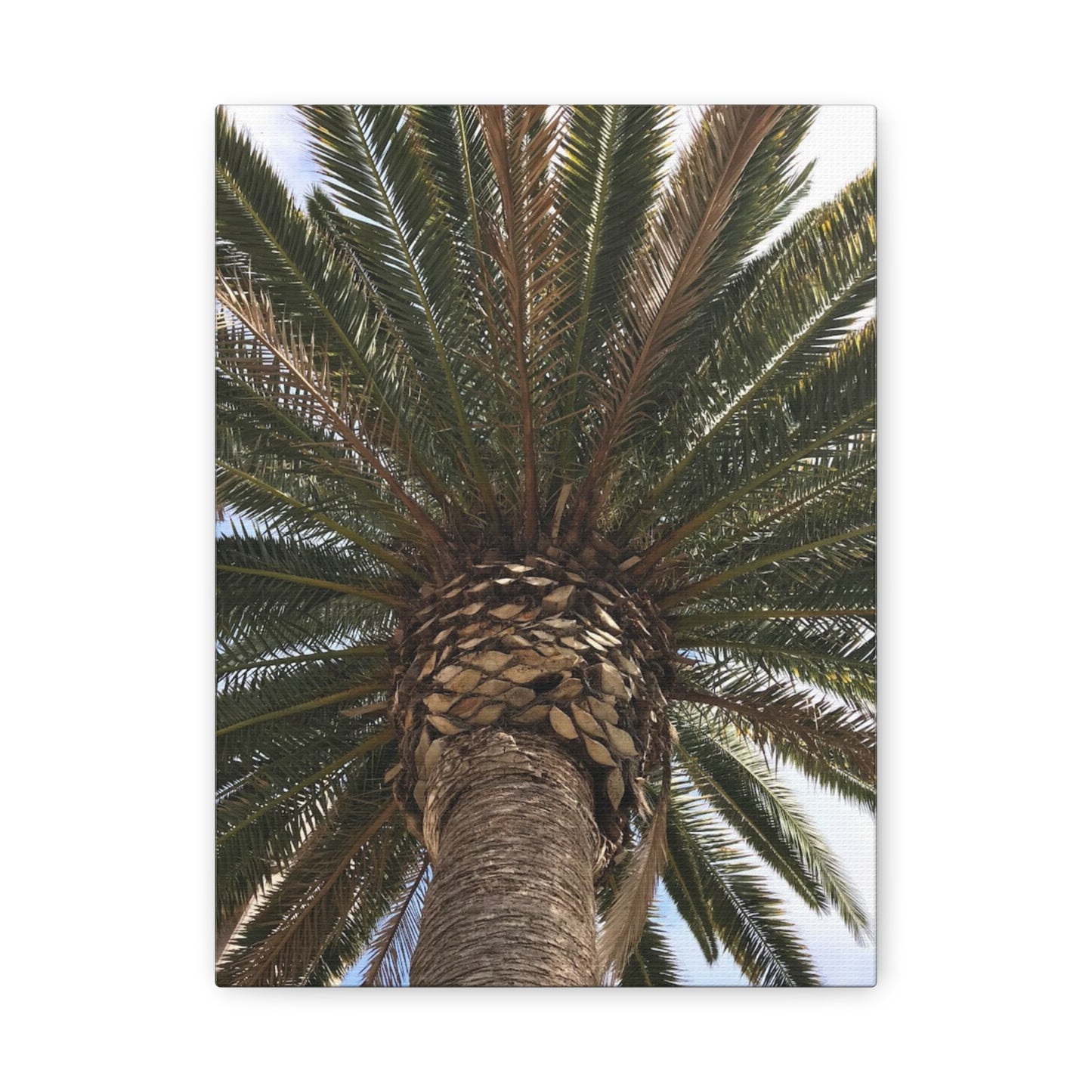 Tropical Palm Tree Canvas Art - Stretched Wall Decor for Home or Office