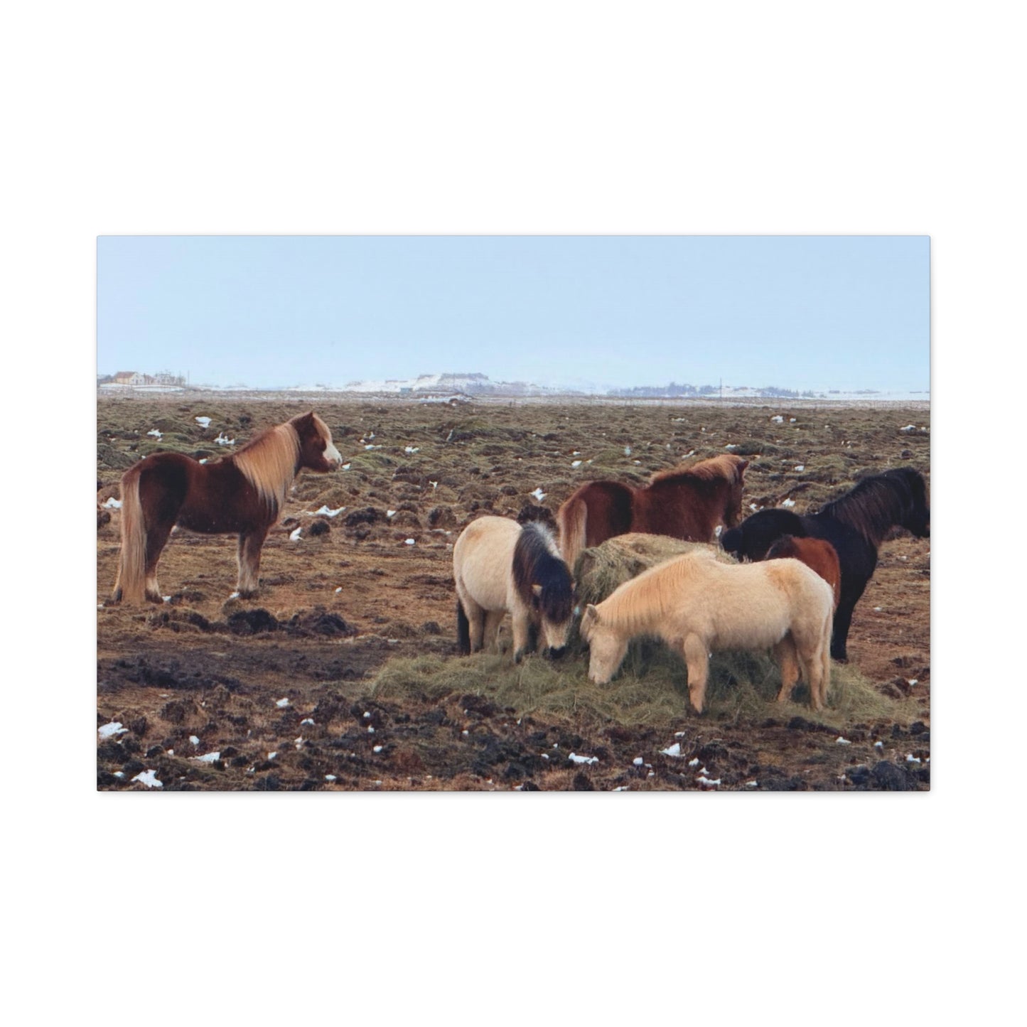 Icelandic Horse Canvas Art - Matte Stretched Print for Animal Lovers