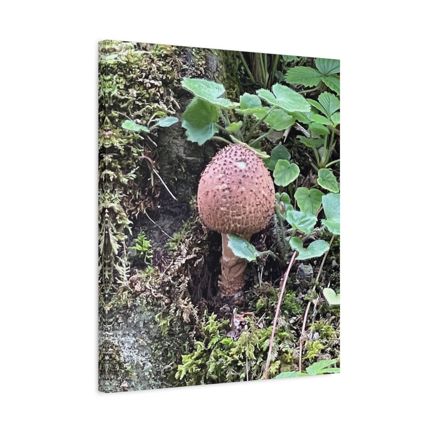 Nature-Inspired Mushroom Canvas Print - 1.25" Stretched Wall Art