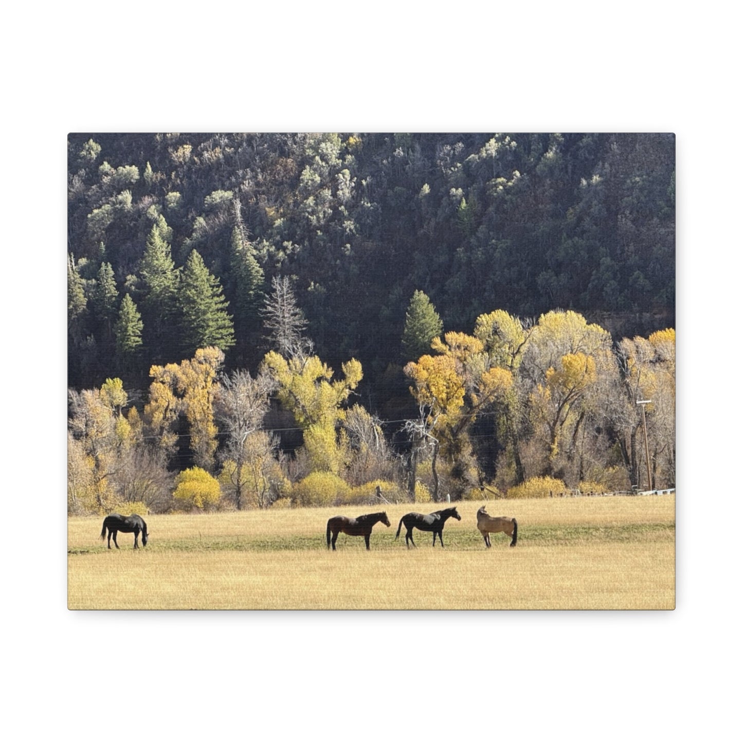 Scenic Horse Canvas Print - Rustic Wall Art for Nature Lovers