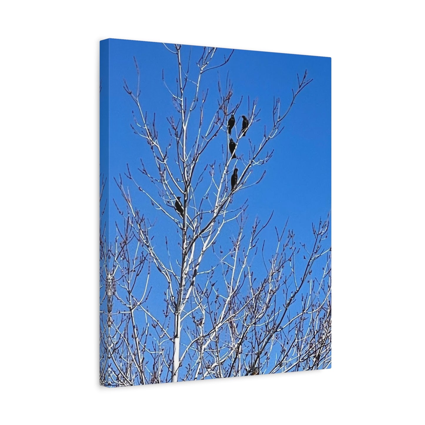 Serene Bird Canvas Wall Art - Tranquil Nature Decor for Home and Office